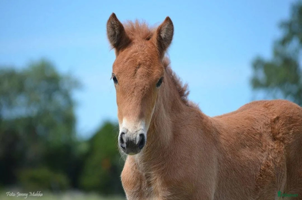 Ett supertrevligt & mångsidigt fyrgångsto